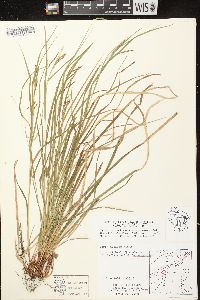 Carex debilis var. rudgei image