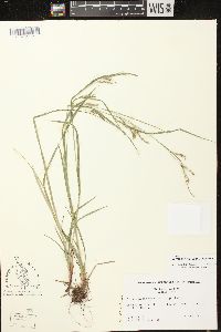 Carex debilis var. rudgei image