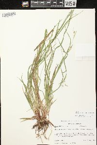 Carex debilis var. rudgei image