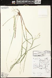 Carex debilis var. rudgei image