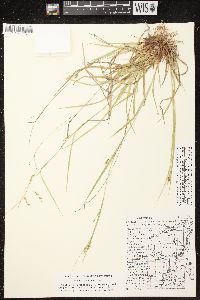 Carex debilis var. rudgei image