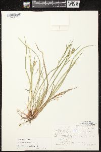 Carex debilis var. rudgei image