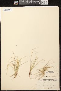 Carex deflexa var. deflexa image