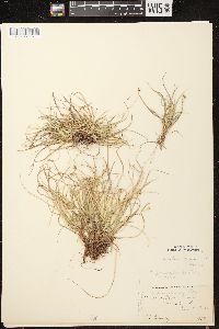 Carex deflexa var. deflexa image