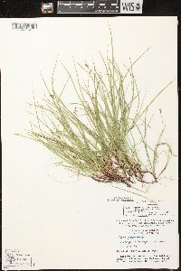 Carex deflexa image