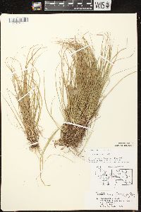 Carex deflexa var. deflexa image