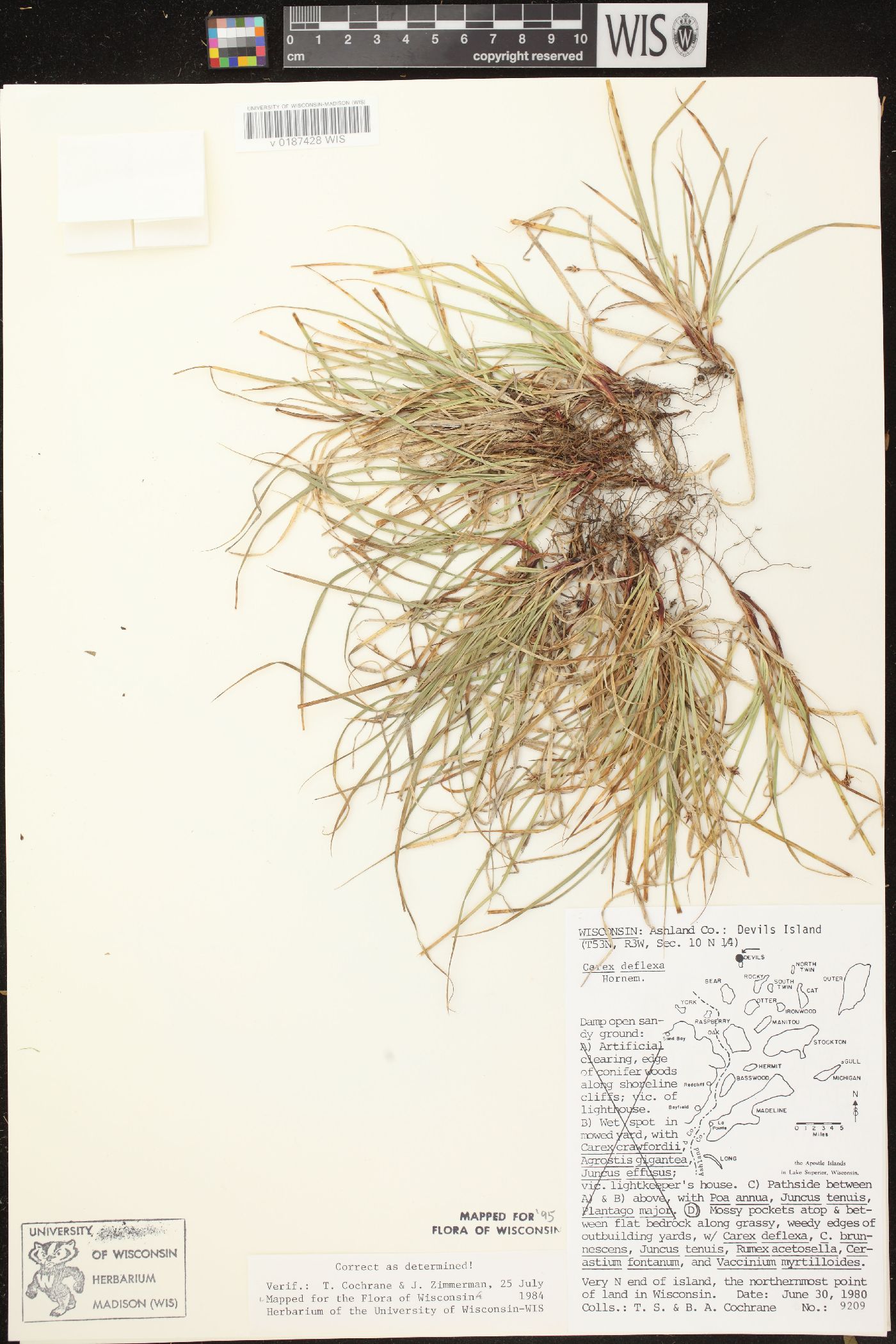 Carex deflexa var. deflexa image