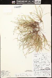 Carex deflexa var. deflexa image