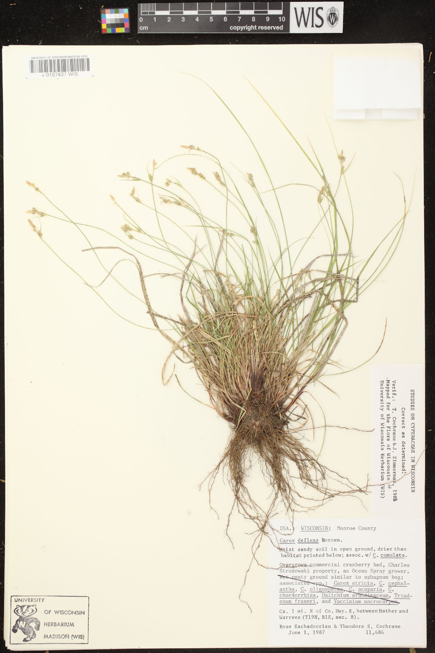 Carex deflexa var. deflexa image