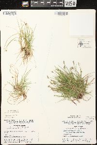 Carex deflexa var. deflexa image