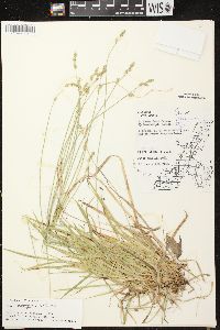 Carex deweyana var. deweyana image