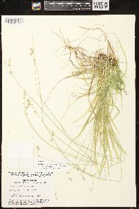 Carex deweyana image