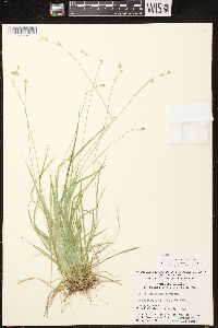 Carex deweyana var. deweyana image