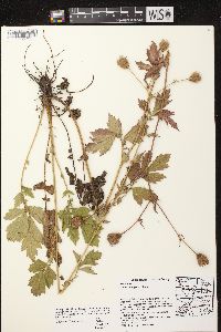 Geum aleppicum image