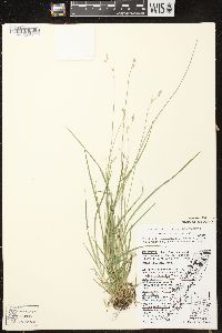 Carex deweyana var. deweyana image