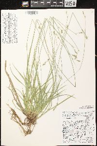 Carex deweyana image