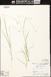 Carex deweyana var. deweyana image