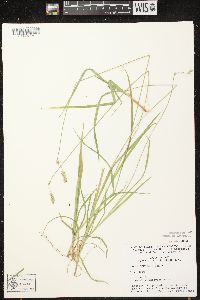 Carex deweyana var. deweyana image