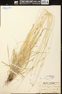 Carex deweyana image