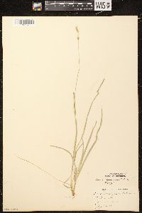 Carex deweyana var. deweyana image