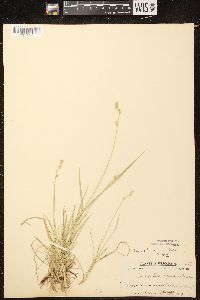 Carex deweyana var. deweyana image