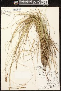 Carex diandra image