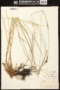 Carex diandra image