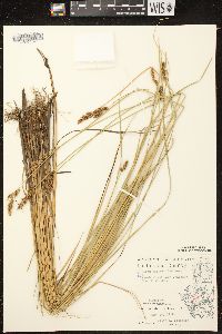 Carex diandra image