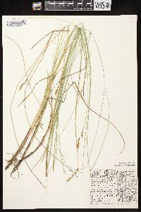 Carex diandra image