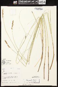 Carex diandra image