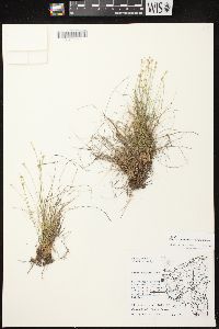 Carex eburnea image