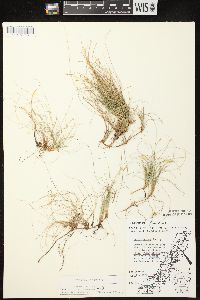 Carex eburnea image