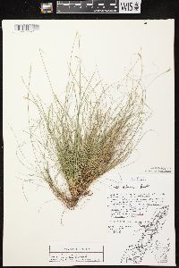 Carex eburnea image