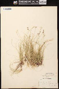 Carex eburnea image