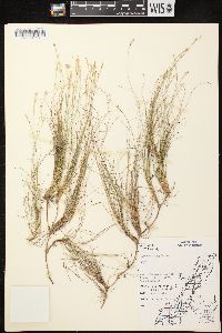 Carex eburnea image