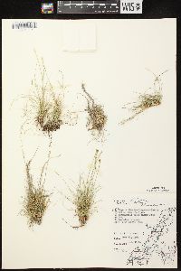 Carex eburnea image