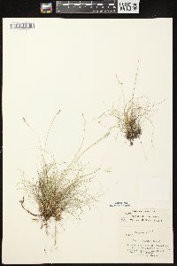 Carex eburnea image