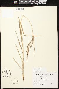 Carex emoryi image