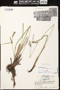 Carex emoryi image