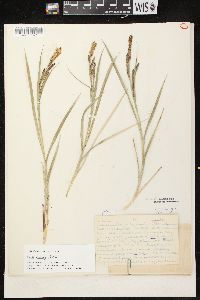 Carex emoryi image