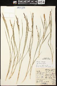 Carex emoryi image