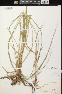 Carex emoryi image