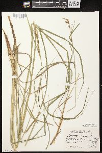 Carex emoryi image