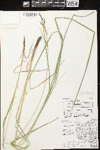 Carex emoryi image