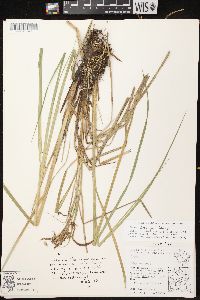 Carex emoryi image