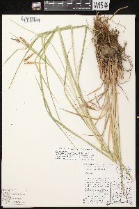 Carex emoryi image