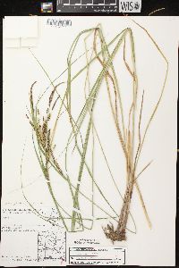 Carex emoryi image