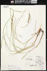 Carex emoryi image