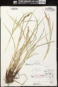 Carex emoryi image