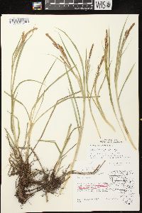 Carex emoryi image